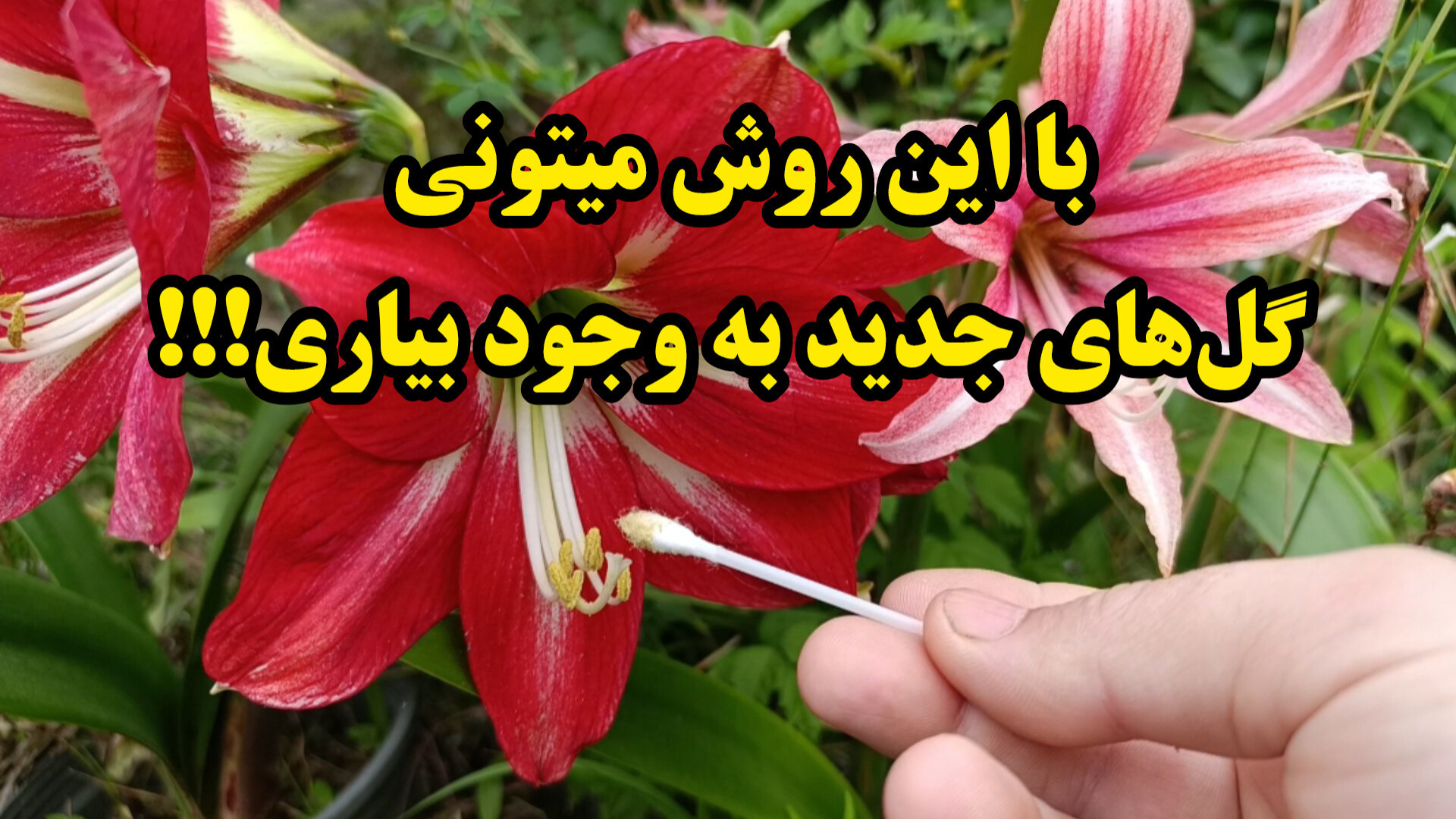 نحوه گرده افشانی دستی و تولید...