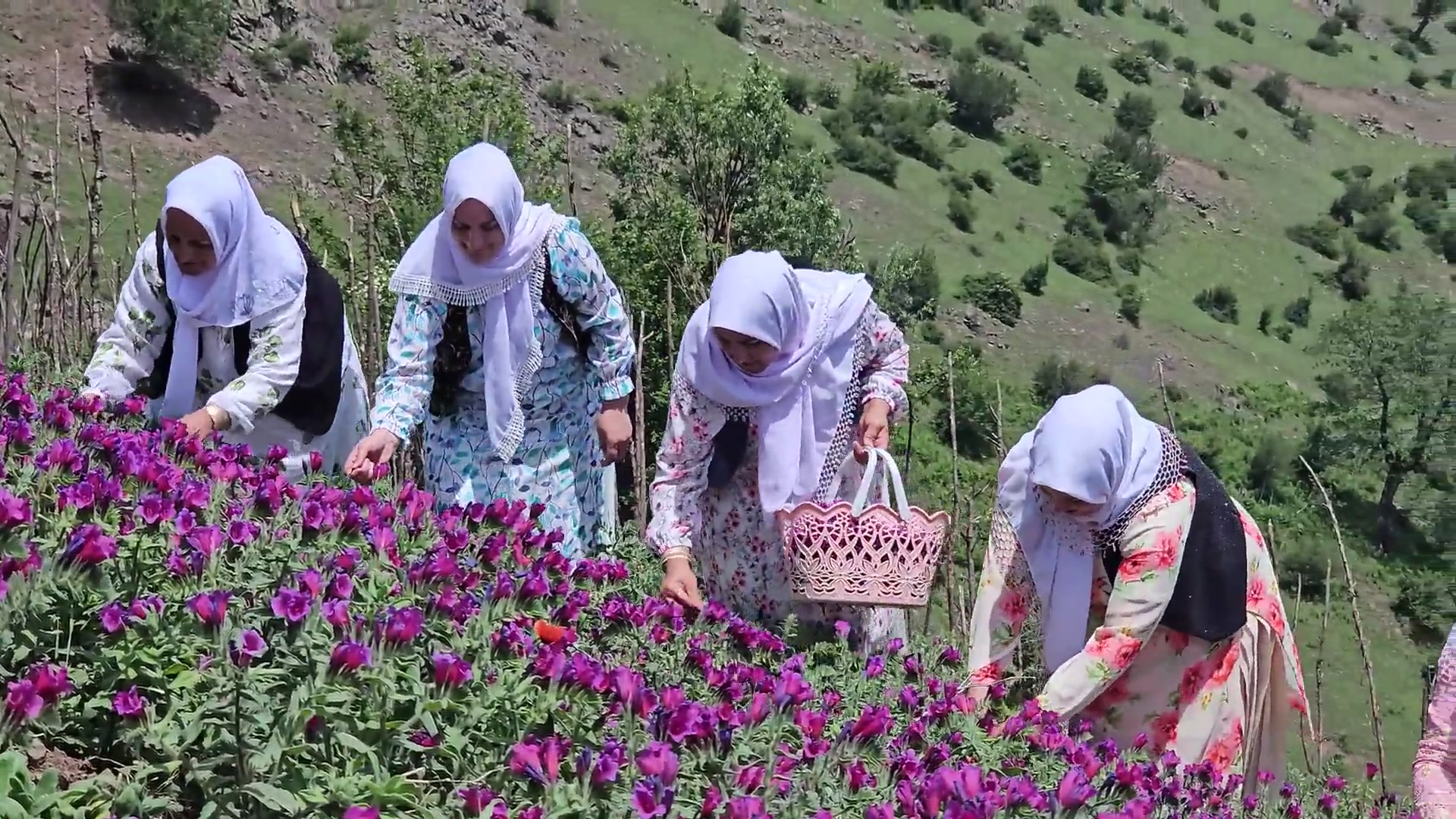 چیدن گل گاوزبان با زنان روستای...