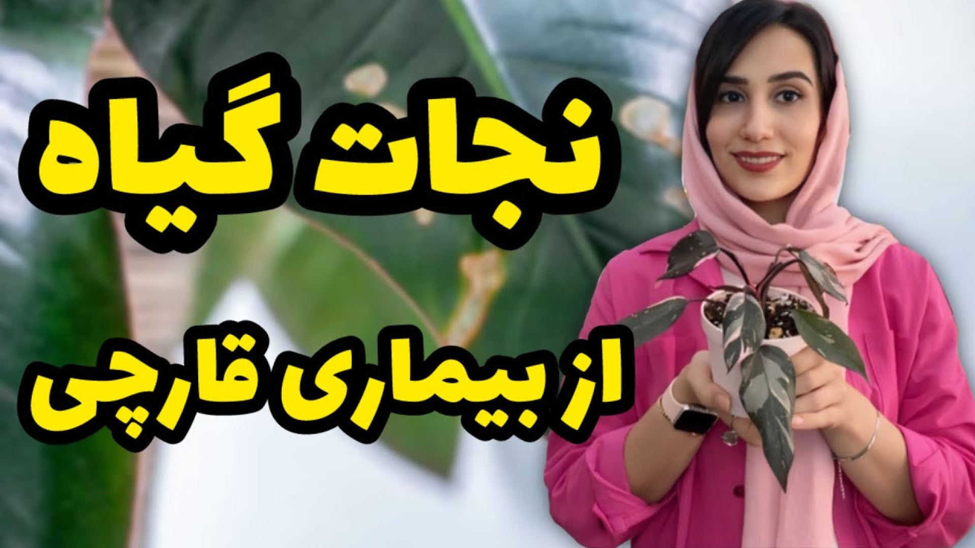 درمان بیماری قارچی گیاهان آپار...