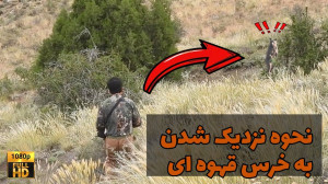 چجوری به خرس نزدیک بشیم؟!
