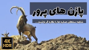 پازَن های منطقه پرور