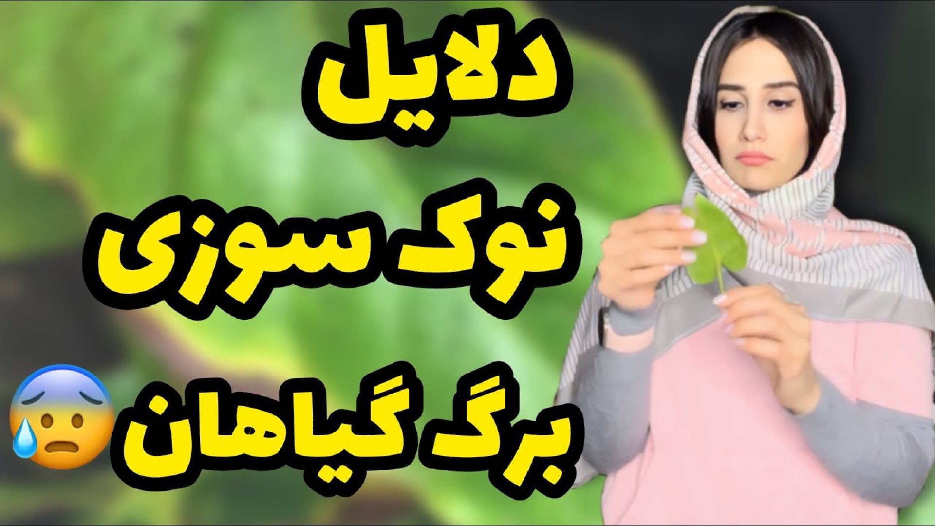 علت نوک سوزی برگ گیاهان