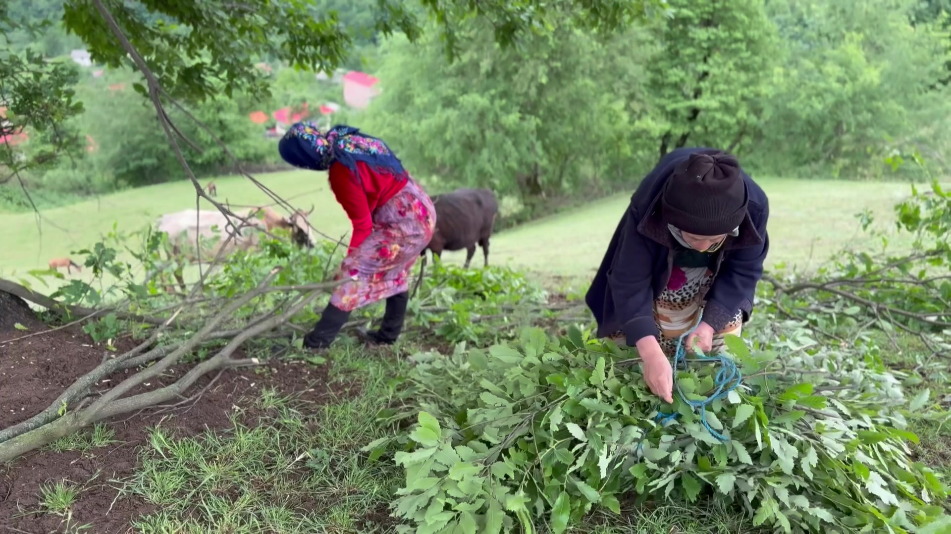 درست کردن پنیر با شیر گاو و سر...