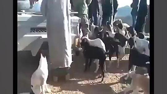 شکار گراز وحشی با سگ و سلاح