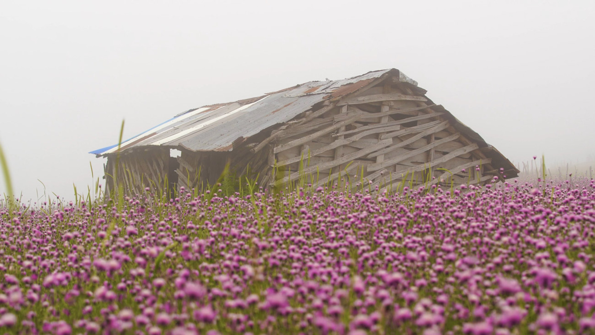 بهار در ییلاقات تالش