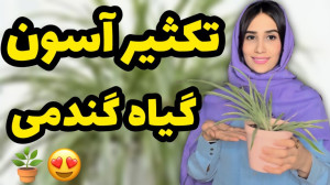 راحت ترین روش تکثیر گیاه گندمی...