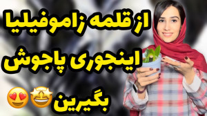 زاموفیلیا رو تکثیر کنین و ازش...