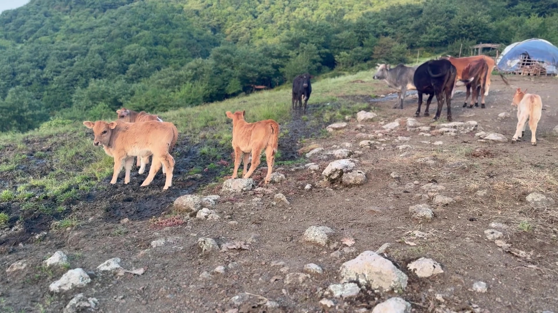 نمک دادن ب گاوها