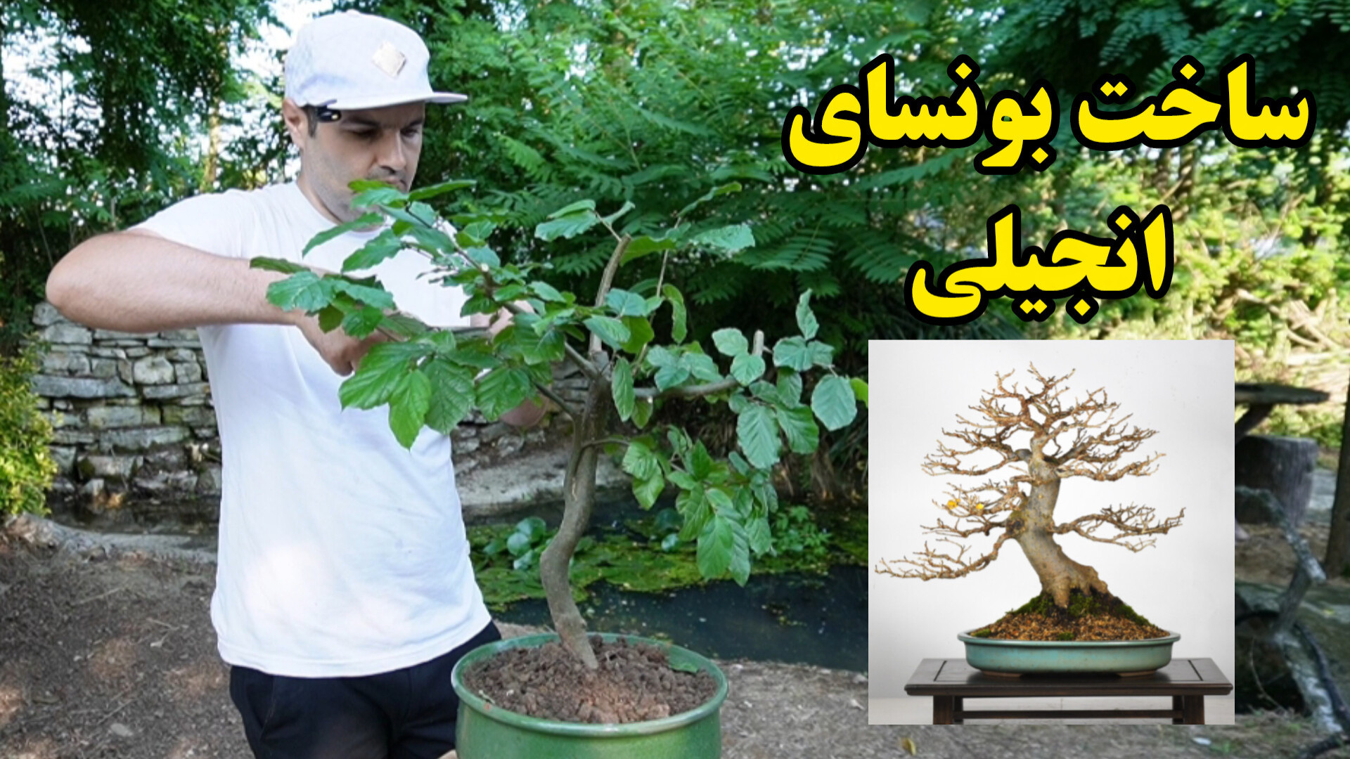 ساخت بونسای با درخت انجیلی  یک...