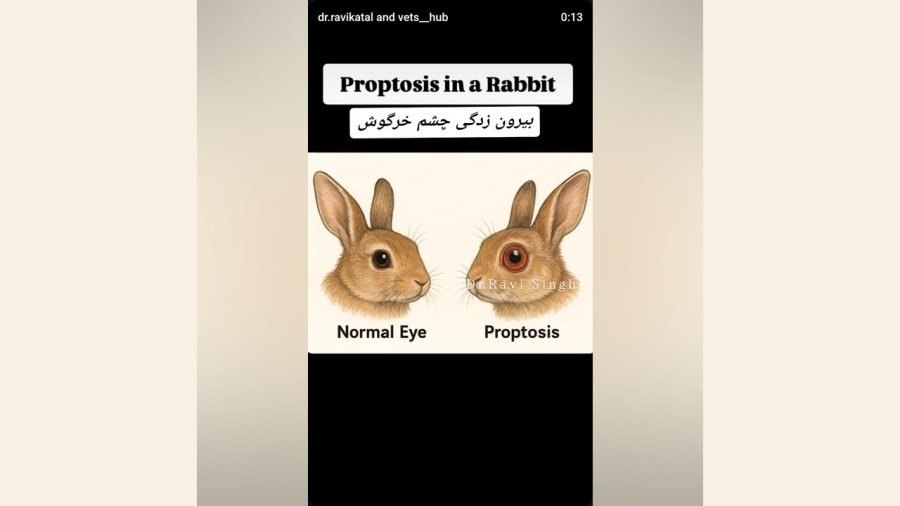 Protruding Eyes Rabbit Protruding rabbit eyes