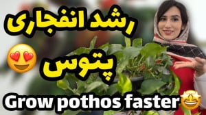 رشد انفجاری پتوس با این ۴ ترفن...