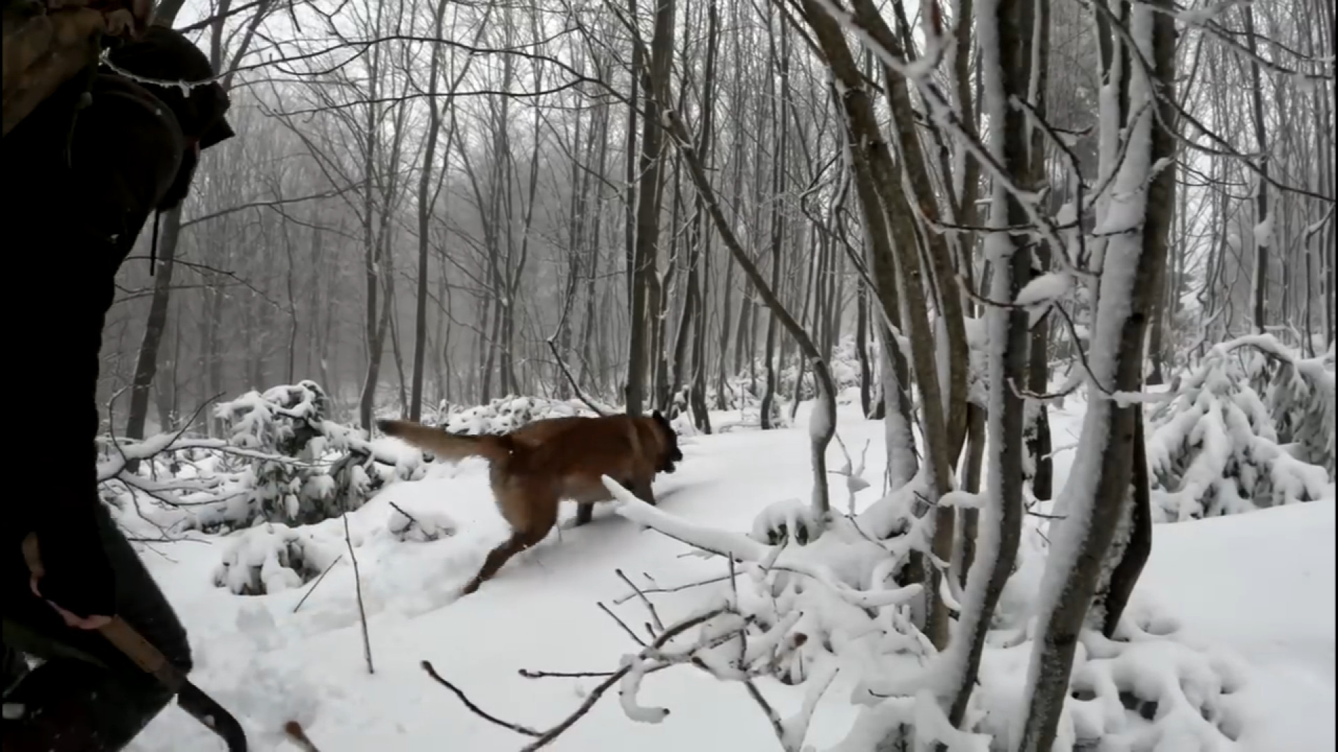 کمپینگ و ساخت پناهگاه در جنگل