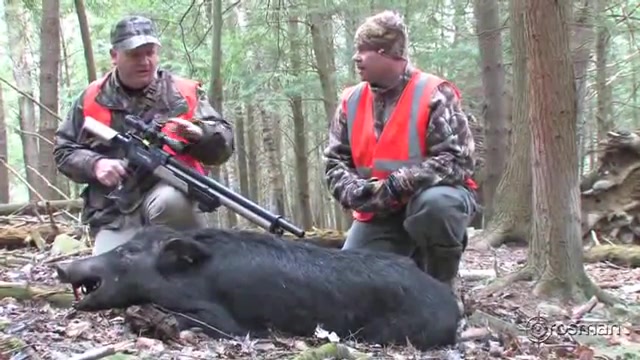 شکار گراز با تفنگ بادی(pcp بنج...