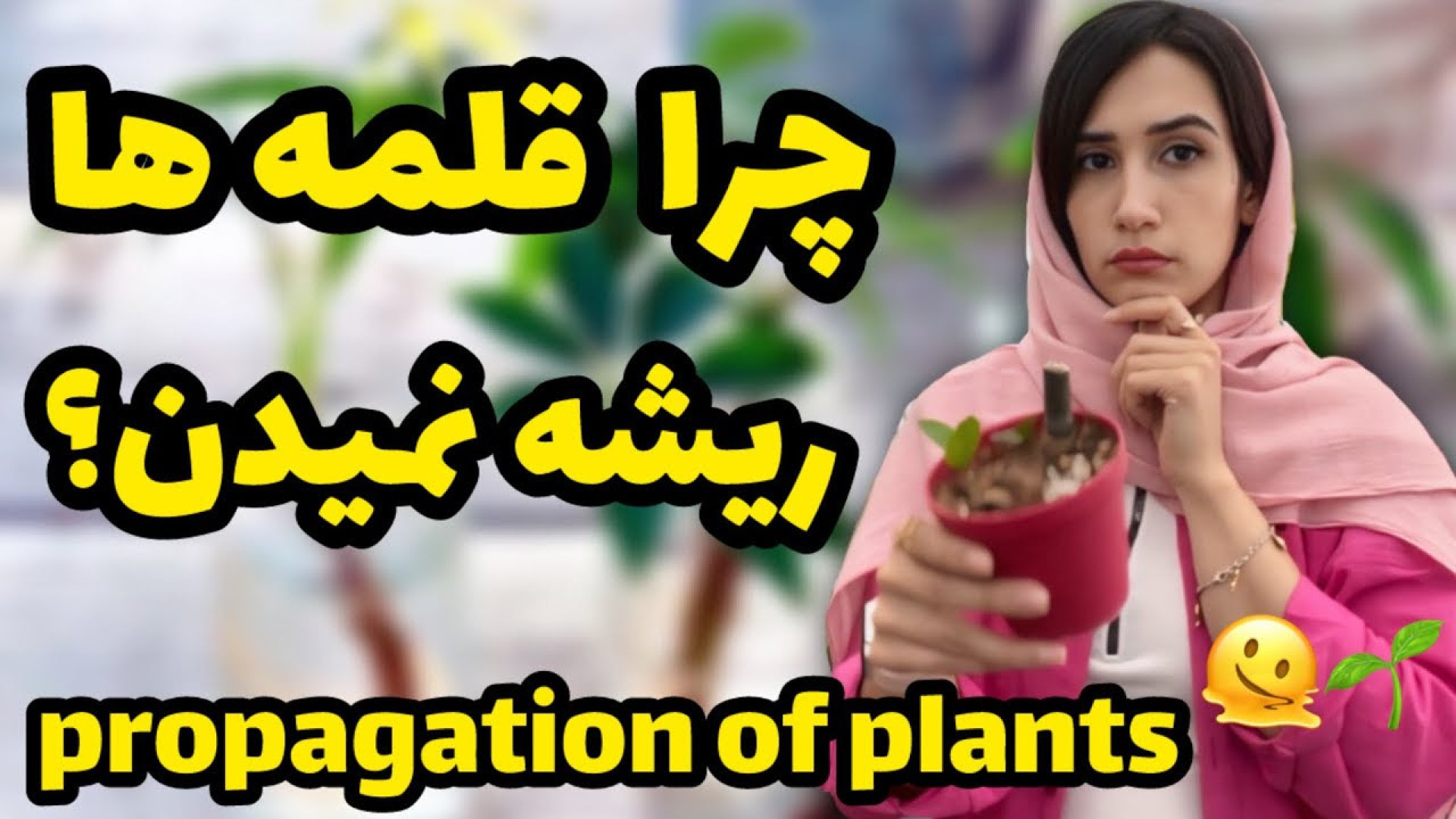 چرا قلمه ها ریشه نمیده؟