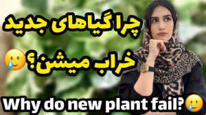 چرا گیاهان جدید خراب میشه؟ چه...