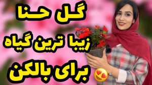 گل حنا قشنگ ترین گیاه برای فضا...