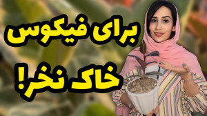 دیگه برای فیکوس خاک نخرین به ج...