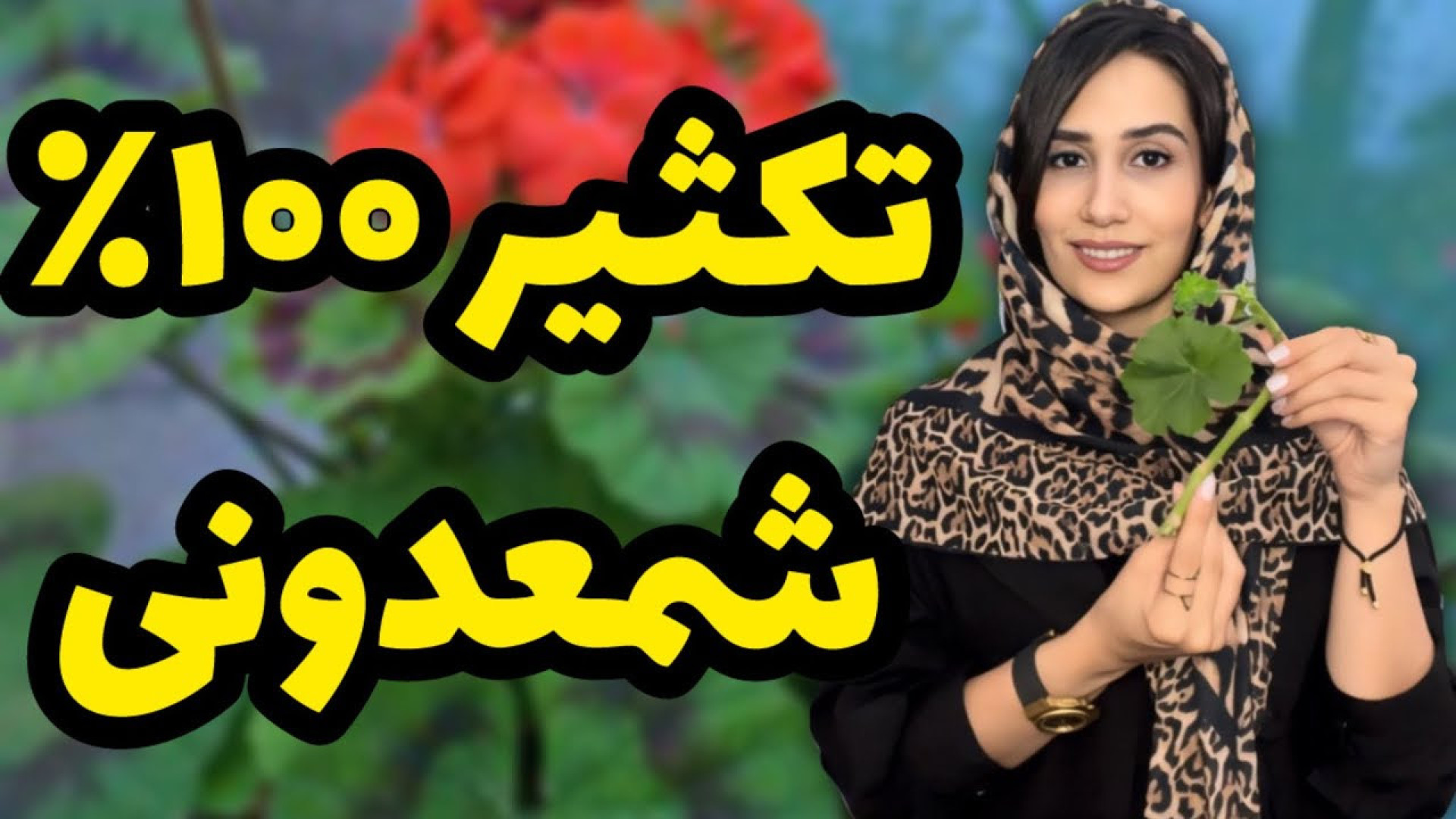 قلمه زدن گل شمعدونی چرا شمعدان...