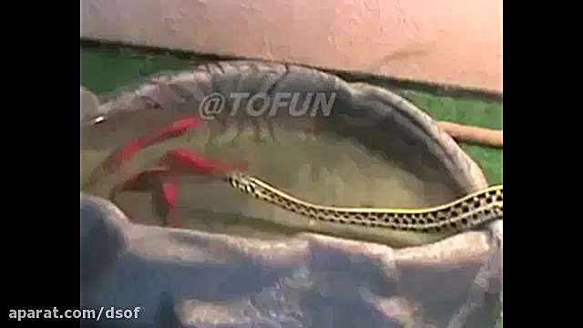 شکار ماهی قرمز توسط مار