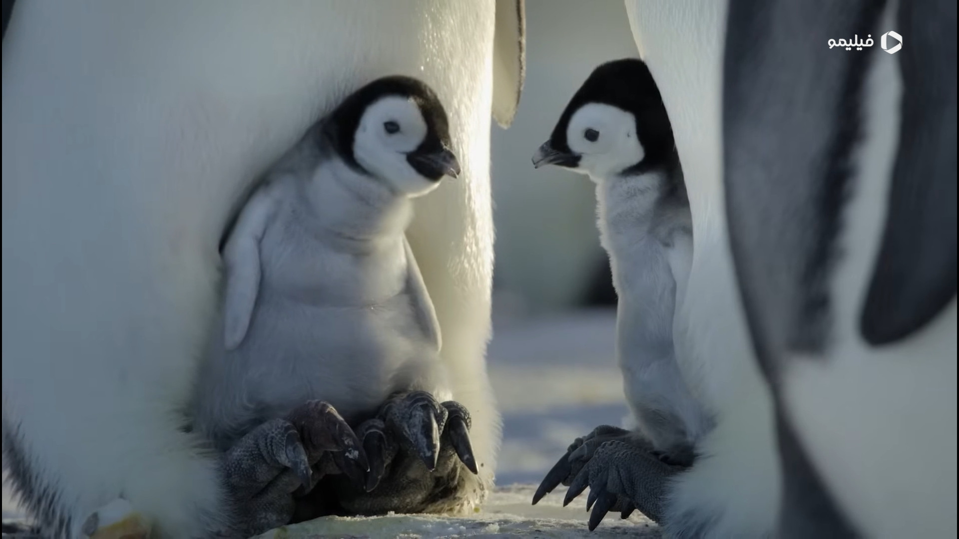 تریلر سریال رازهای پنگوئن ها Secrets of the Penguins زمان66ثانیه