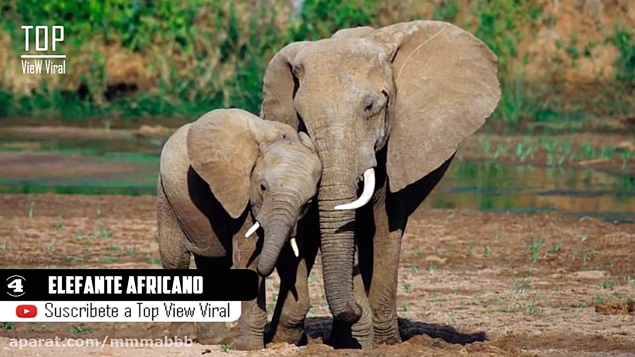 Los 10 Animales M&aacute;s Let...