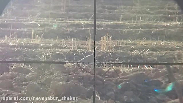 شکار قمری با pcp پانچر