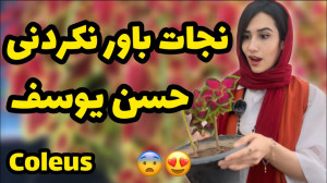 نجات باور نکردنی گیاه حسن یوسف...