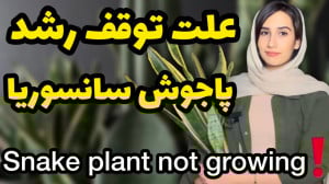 چرا پاجوش سانسوریا رشد نمیکنه؟...