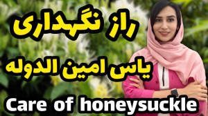 روش نگهداری یاس امین الدوله پی...