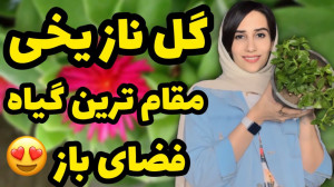 ناز یخی مقاوم ترین گیاه برای ف...