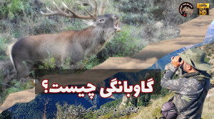 مستند محافظان کوهستان، گاوبانگ...