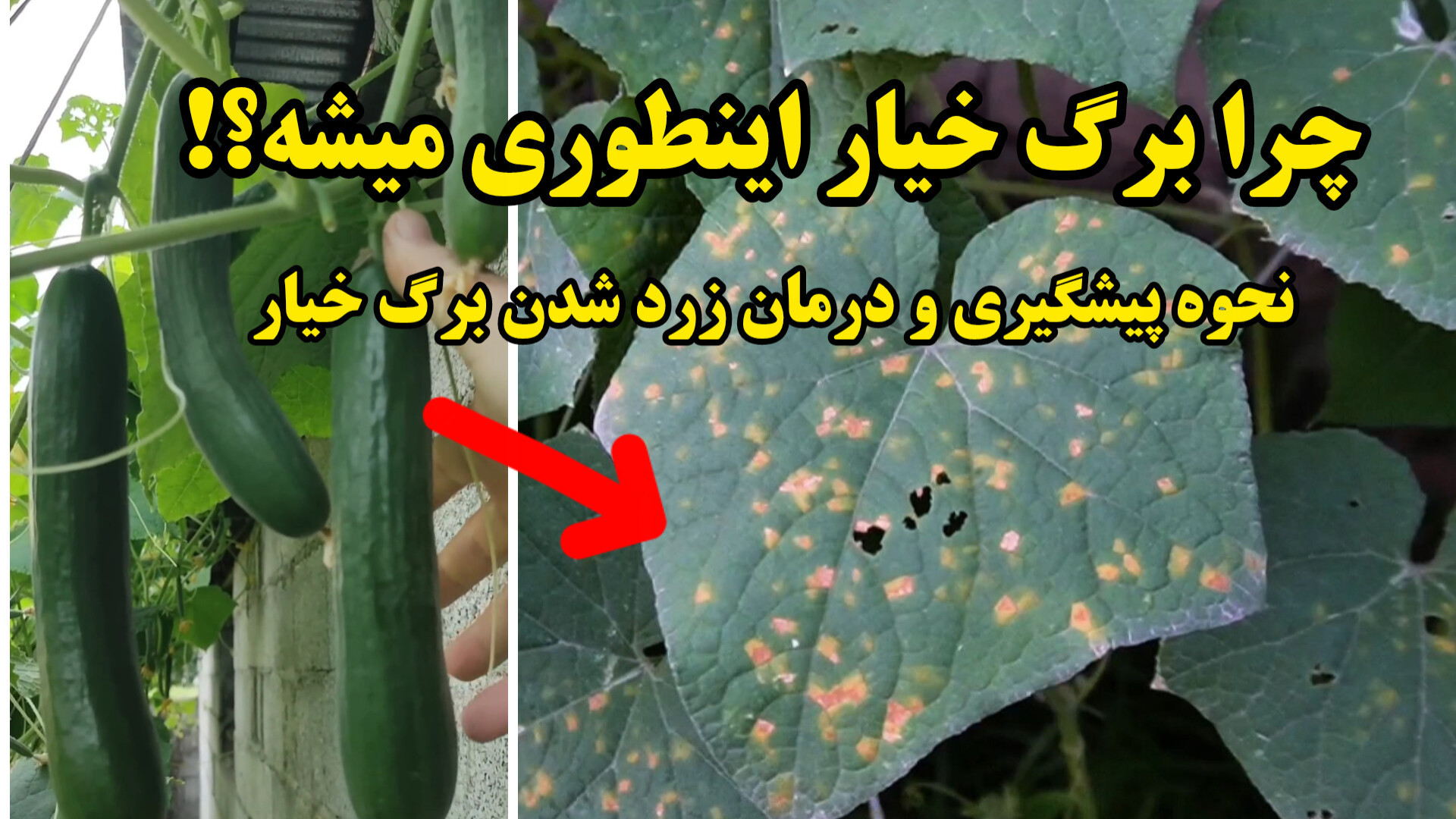 چرا برگ های خیار لکه لکه و زرد...
