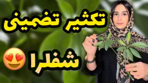 تکثیر تضمینی شفلرا تکثیر شفلرا...