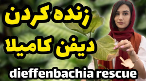 زنده کردن دیفن کامیلا و دیفن ب...