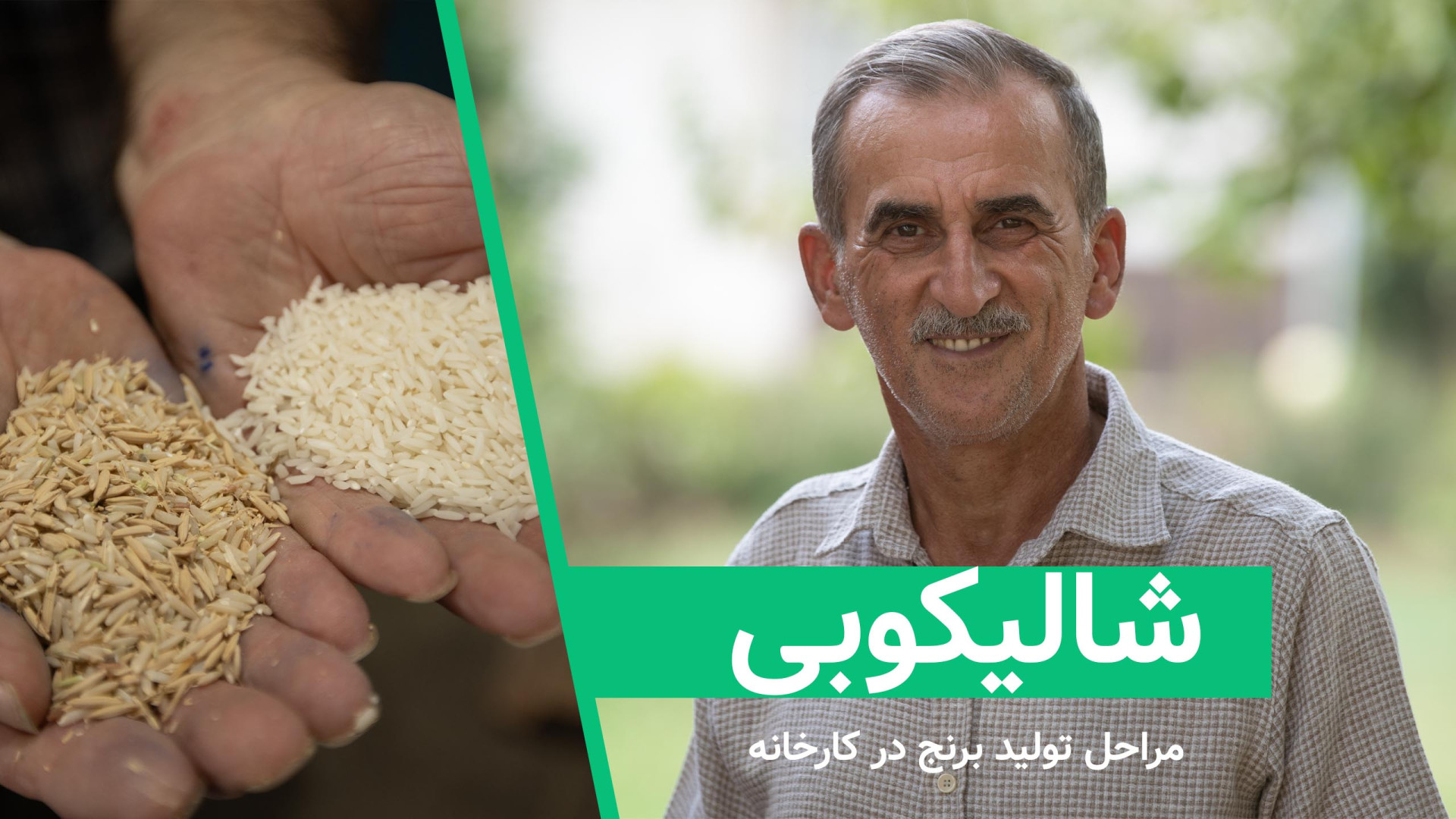 از شالیزار تا سفره: مراحل تولی...