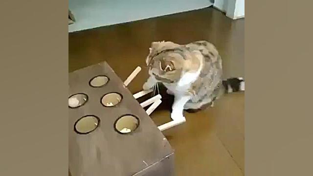 گربه احمق بیچاره!