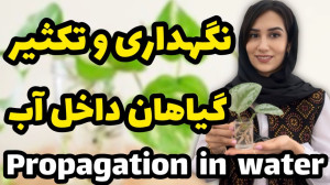 نگهداری و تکثیر گیاهان آپارتما...