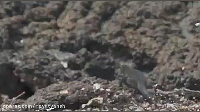 جزیره مارها و حجوم انها به ایگ...