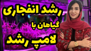 لامپ رشد برای گیاهان خوبه؟ فرق...