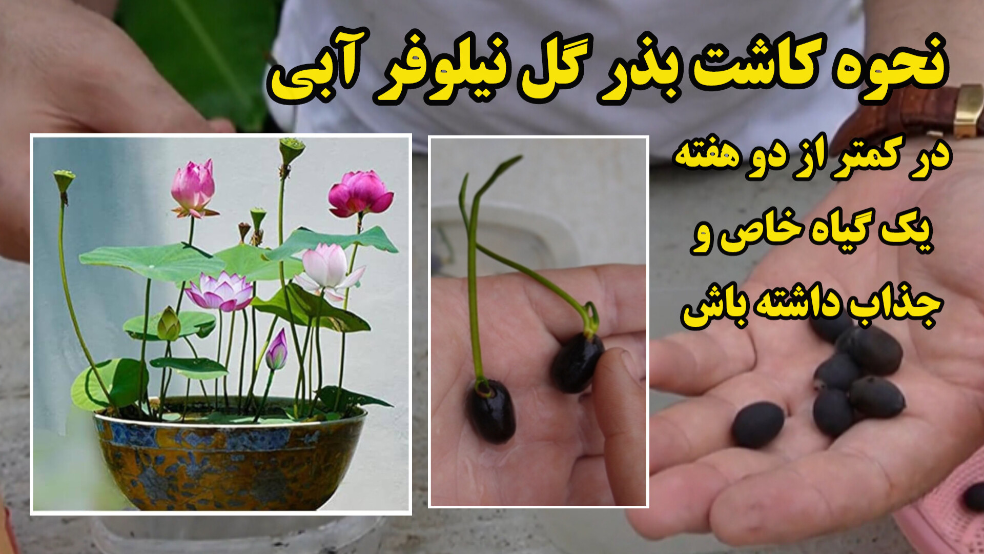 آموزش کاشت بذر گل نیلوفر آبی...