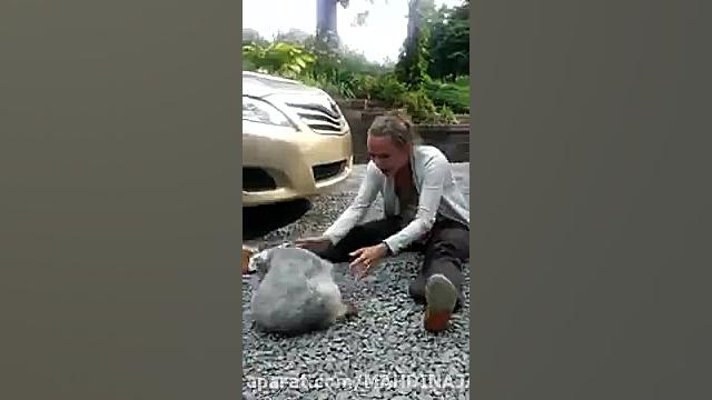 غش و ضعف کردن سگ از شادی زیاد