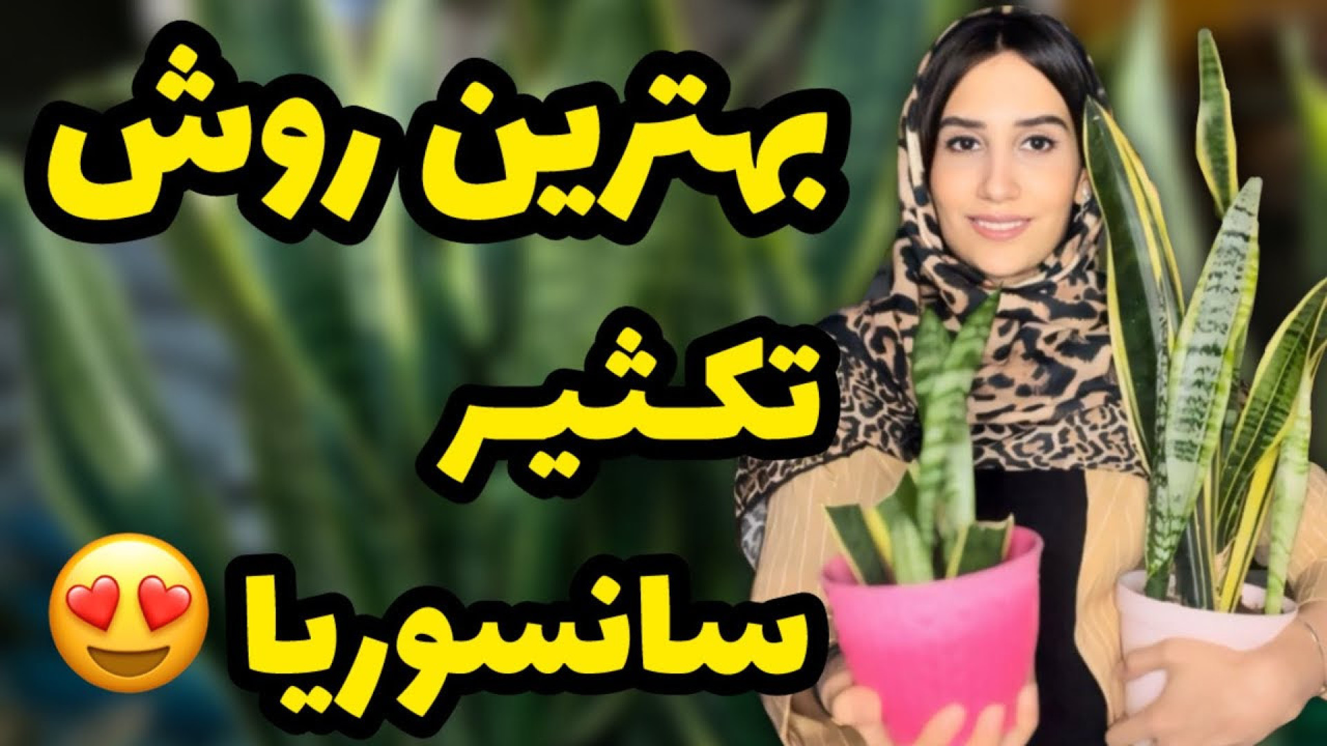 بهترین روش تکثیر سانسوریا اینج...