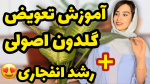تعویض اصولی خاک و گلدون گیاه ا...