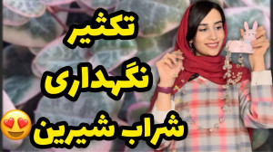 تکثیر و نگهداری شراب شیرین نگه...