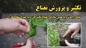نحوه قلمه زدن و تکثیر نعناع  ب...