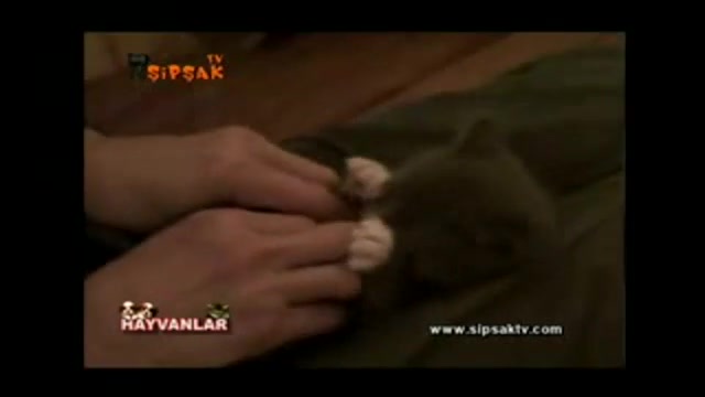 حرکات بامزه حیوانات