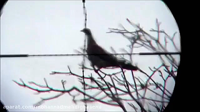 شکار با تفنگ بادی قمری