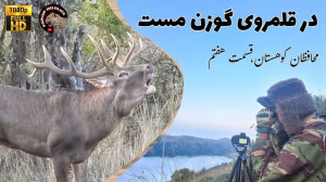 بدنبال گوزن مست