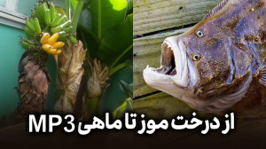 بوشهر گردی