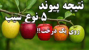 پیوند زدن درخت سیب  نتیجه پیون...